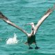 54- L'envol du pelican 